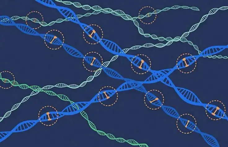Strands of DNA with single positions along them circled
