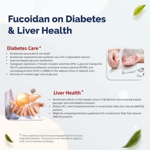Fucoidan on Diabetes and Liver Health